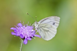Butterfly Macro